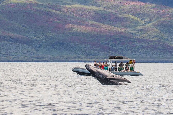 Maui Eco-Raft Tour: Eye-Level Whale or Dolphin Watching - Lahaina - Key things to know before you go