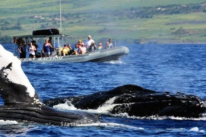 Maui Eco-Raft Tour: Eye-Level Whale or Dolphin Watching - Lahaina - Eye-Level Views Off Lahaina: Why This Raft Format Feels Different