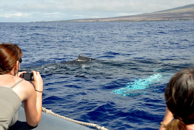 Maui Eco-Raft Tour: Eye-Level Whale or Dolphin Watching - Lahaina - On the Water Off Maui: How the Crew Finds Wildlife