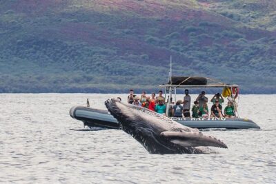 Maui Eco-Raft Tour: Eye-Level Whale or Dolphin Watching - Lahaina - Whale Season vs Summer Dolphin Trips: When You’ll See What