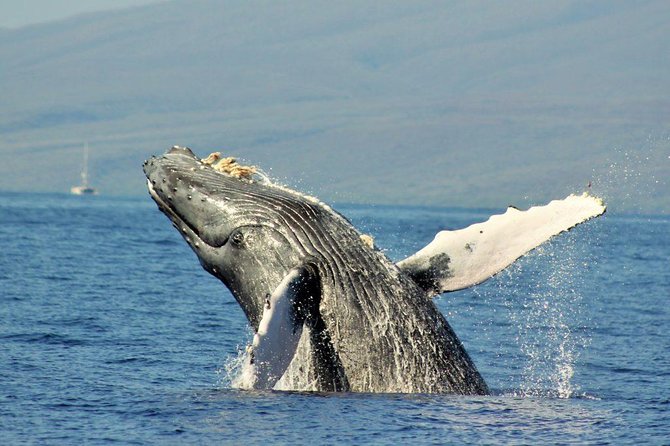 Maui Eco-Raft Tour: Eye-Level Whale or Dolphin Watching - Lahaina - Marine Naturalists, Whale Songs, and the Hydrophone Moment