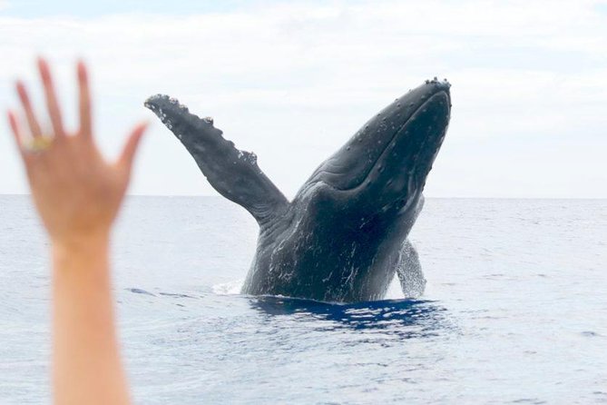 Maui Eco-Raft Tour: Eye-Level Whale or Dolphin Watching - Lahaina - What Makes the Sightings Memorable: Photo Ops and Real Behavior