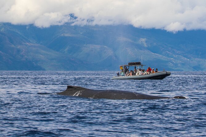 Maui Eco-Raft Tour: Eye-Level Whale or Dolphin Watching - Lahaina - Getting Wet, Staying Comfortable: Gear That Actually Matters