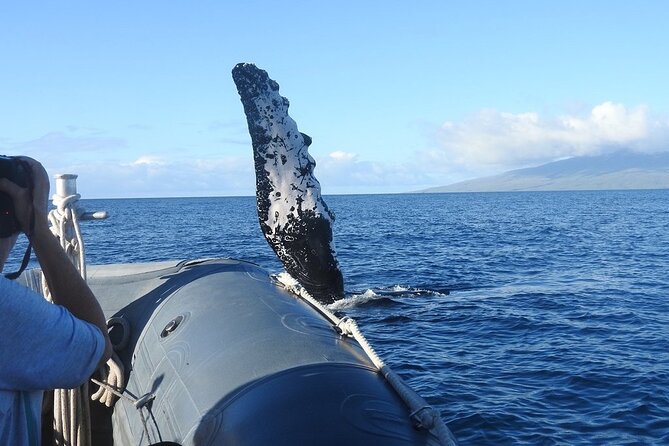 Maui Eco-Raft Tour: Eye-Level Whale or Dolphin Watching - Lahaina - Snacks, Drinks, and the Food Reality on Board