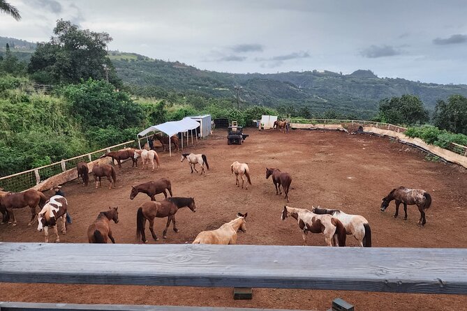 Maui Horseback Adventure at Circle M Ranch With Real Cowboys - Canter expectations: what speed feels like on this trail