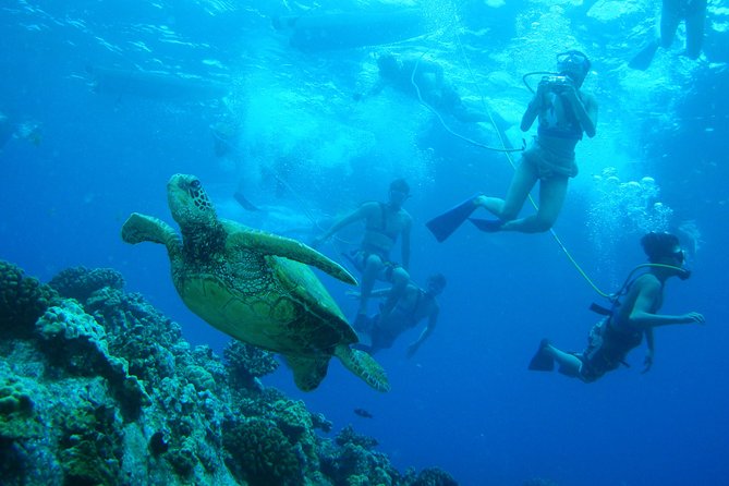 Maui: Molokini and Turtle Town Snorkeling aboard Pride of Maui - SNUBA on Board: The Extra-Cost Option if You Want More Control