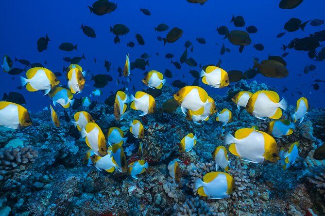 Maui: Molokini & Turtle Town Snorkel & Waterslide Adventure - Who This Tour Suits (and Who Might Want a Different Plan)