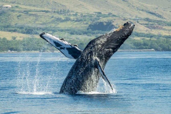 Maui: Original Sunset Cruise with Open Bar from Ka’anapali Beach - Crew Energy, Music Days, and Group Size on a 48-Person Boat