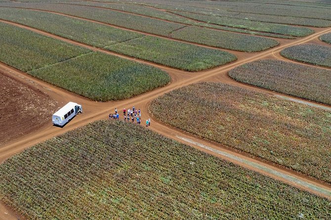 Maui Pineapple Farm Tour in Haliimaile - Finding The Maui Pineapple Store And Meeting Your Guide