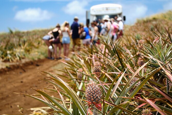 Maui Pineapple Farm Tour in Haliimaile - From Field To Packing Facility: Where Pineapples Go Next