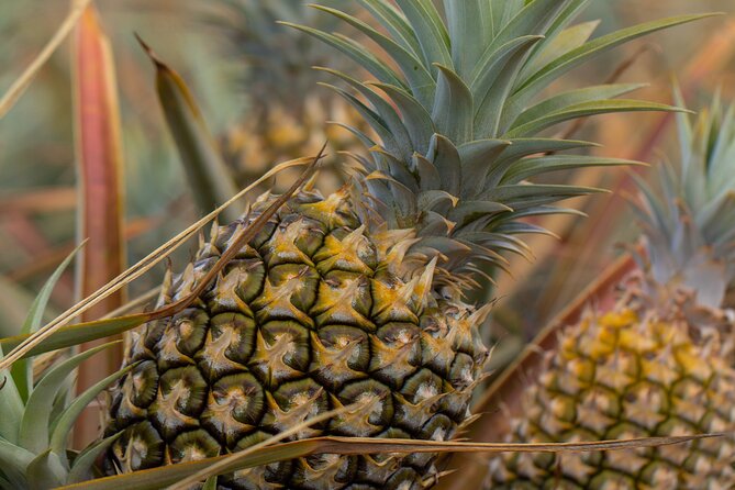Maui Pineapple Farm Tour in Haliimaile - The Free Airport-Ready Pineapple: A Nice Detail With Real Value