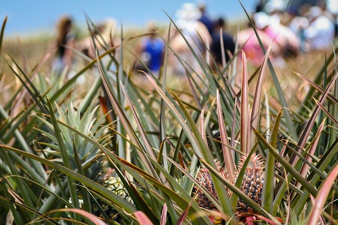 Maui Pineapple Farm Tour in Haliimaile - Price And Value: What You’re Paying For At $99.48