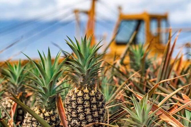 Maui Pineapple Farm Tour in Haliimaile - Best For Families, Food Lovers, And People Who Like Real Work
