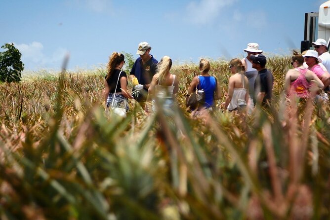 Maui Pineapple Farm Tour in Haliimaile - The Working Field Walk: Growing Cycles You Can Actually Taste