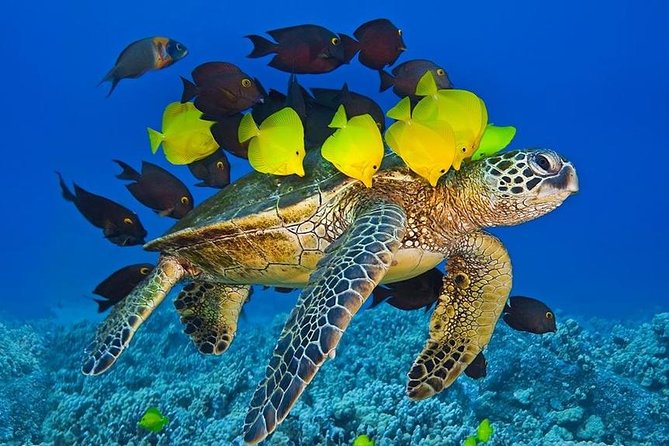 Maui Snorkel Adventure: Molokini Crater and Turtle Cove - Turtle Cove Swim: Private Green Sea Turtle Encounters