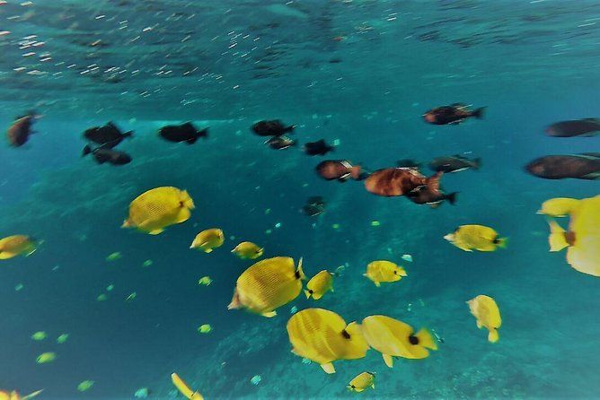 Maui Snorkel Adventure: Molokini Crater and Turtle Cove - Crew Help That Makes or Breaks the Snorkel