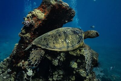 Maui: Turtle Town Snorkel with Photo and Video - Turtle Town’s one-hour snorkeling session: what to focus on