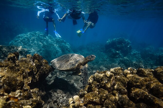 Maui: Turtle Town Snorkel with Photo and Video - Who should book this snorkel (and who might want another option)