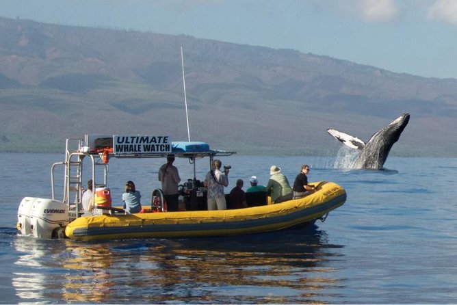 Maui: Ultimate Whale Watch from Lahaina - Key things that make this Lahaina whale watch worth it