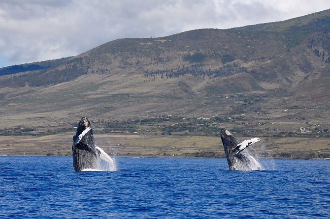 Maui: Ultimate Whale Watch from Lahaina - The raft experience: closer views, fewer distractions
