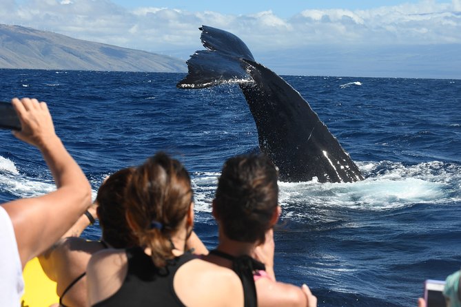 Maui: Ultimate Whale Watch from Lahaina - How the time on the water plays out (Lahaina Harbor to whale encounters)