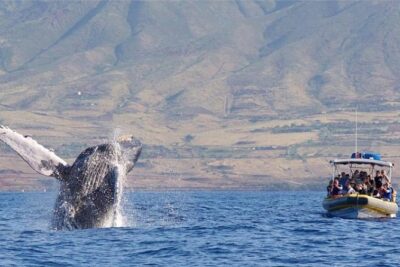 Maui: Ultimate Whale Watch from Lahaina - Hydrophone whale songs: what you should actually listen for