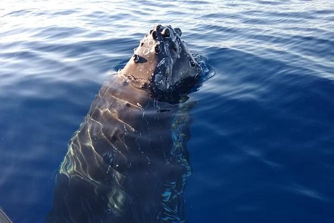 Maui: Ultimate Whale Watch from Lahaina - Who runs the boat matters: the crew’s role in your day
