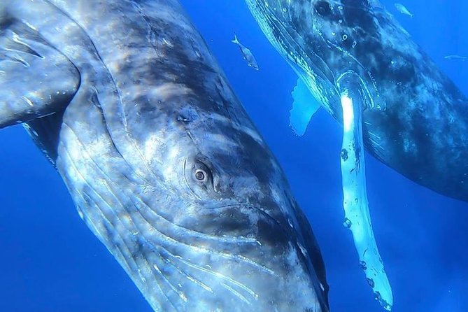 Maui: Ultimate Whale Watch from Lahaina - Water, rules, and comfort details you’ll care about