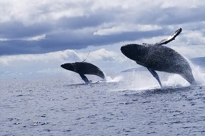 Maui: Ultimate Whale Watch from Lahaina - Pricing: is $77 a good value for Maui whale watching?