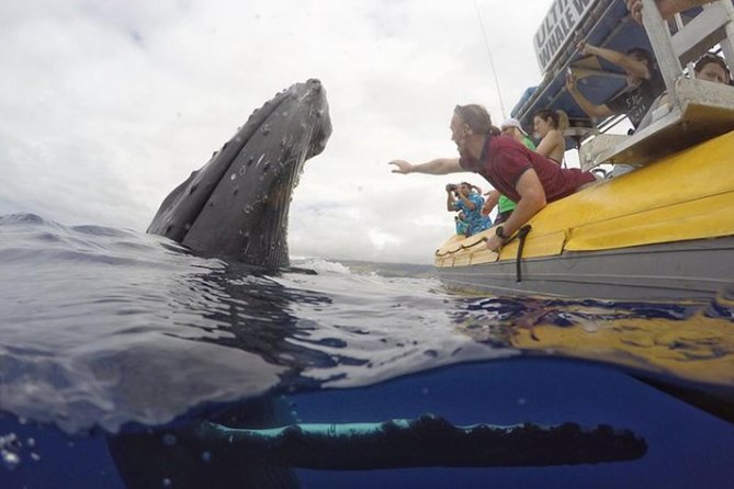 Maui: Ultimate Whale Watch from Lahaina - The one snag to plan around: “front row” can be a feeling, not a seat map