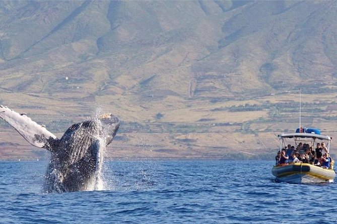 Maui: Ultimate Whale Watch from Lahaina - Hydrophone whale songs: what you should actually listen for