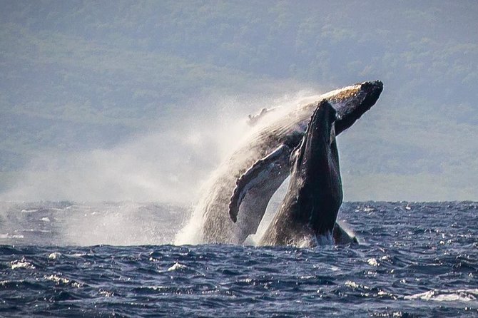 Maui: Whale Watching Cruise with Open Bar from Ka'anapali Beach - Quick hits on the Sea Maui Kaanapali whale cruise