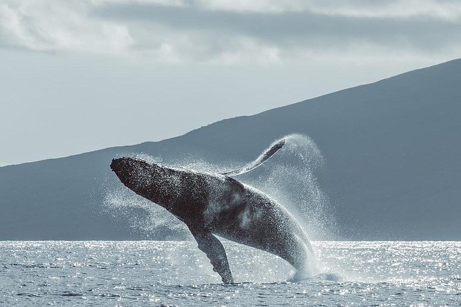 Maui: Whale Watching Cruise with Open Bar from Ka'anapali Beach - From Kaanapali Beach to the open ocean in about two hours