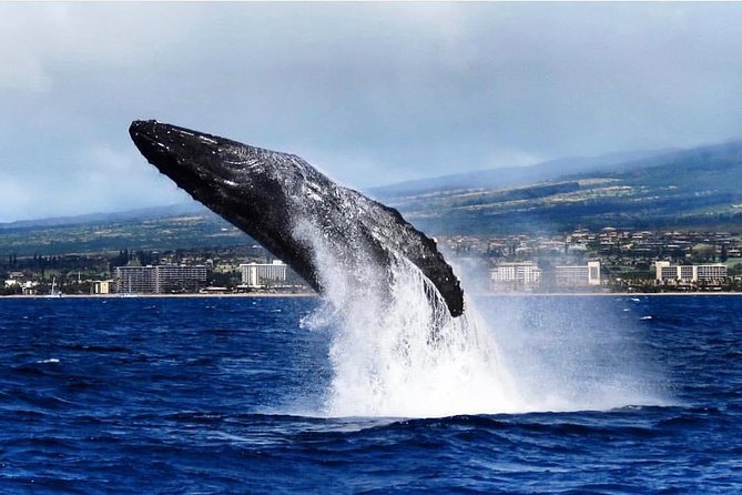 Maui: Whale Watching Cruise with Open Bar from Ka'anapali Beach - Naturalist-led talks that help you spot humpbacks fast