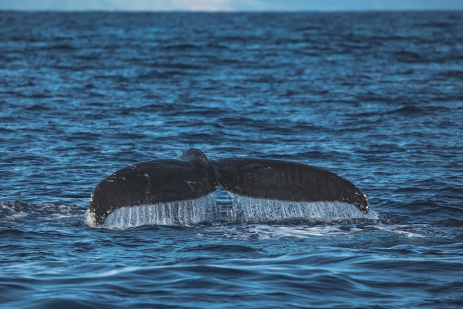 Maui: Whale Watching Cruise with Open Bar from Ka'anapali Beach - Unlimited open bar and snacks: the fun perk, not the whole point