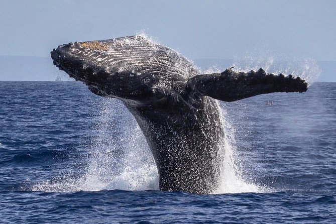 Maui: Whale Watching Cruise with Open Bar from Ka'anapali Beach - Who this Kaanapali whale cruise suits best