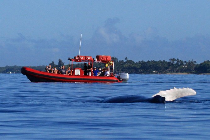 Maui Whale-Watching Tour by Raft from Kihei - Key takeaways before you book