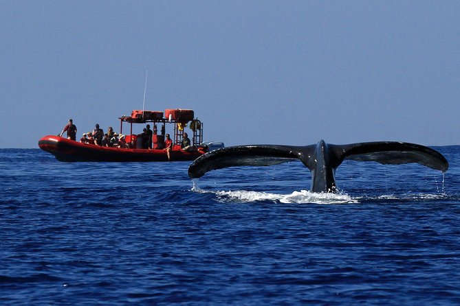 Maui Whale-Watching Tour by Raft from Kihei - Why a Kihei raft beats the big-boat whale-watching vibe
