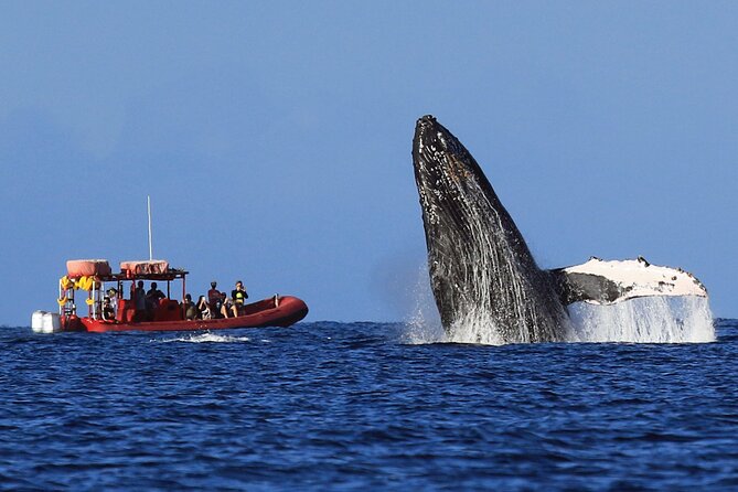 Maui Whale-Watching Tour by Raft from Kihei - Keawakapu stretch and the southern-coast search for humpbacks