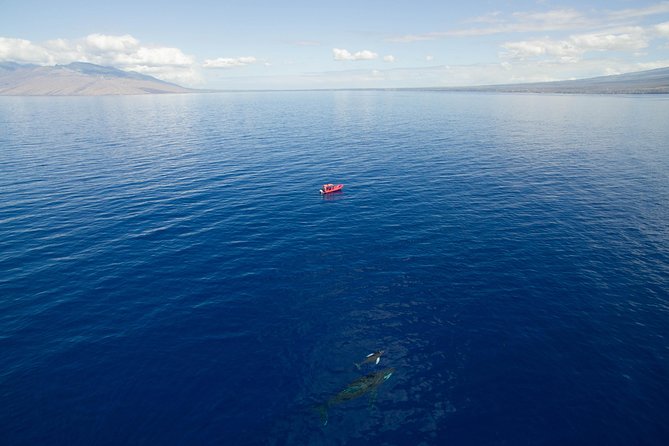 Maui Whale-Watching Tour by Raft from Kihei - The marine naturalist and hydrophone: more than spouts and luck