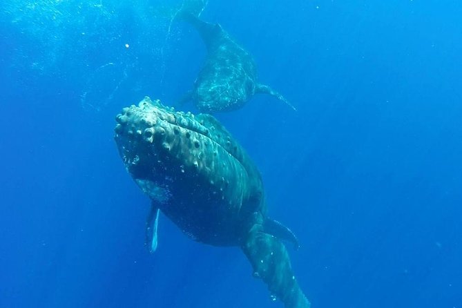 Maui Whale-Watching Tour by Raft from Kihei - What the raft ride feels like: speed, spray, and staying comfortable