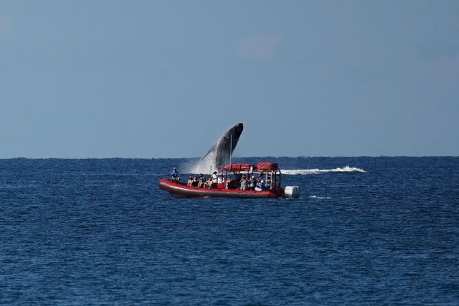 Maui Whale-Watching Tour by Raft from Kihei - Price and value of $84.14 for a 90-minute whale hunt