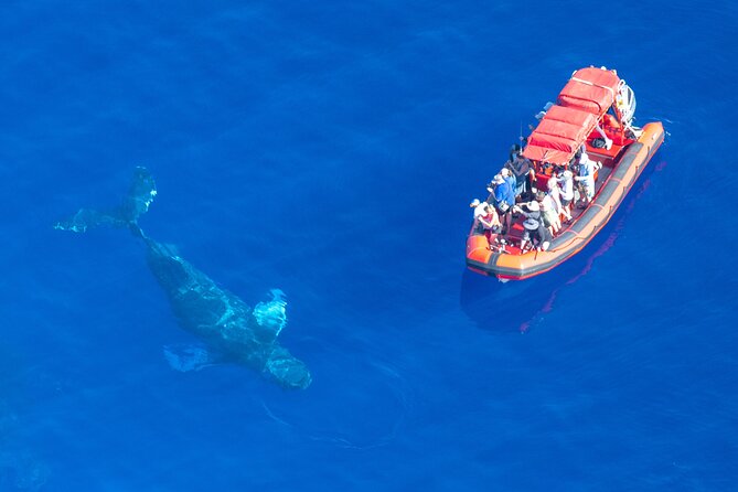 Maui Whale-Watching Tour by Raft from Kihei - Who should book this tour, and who should skip it