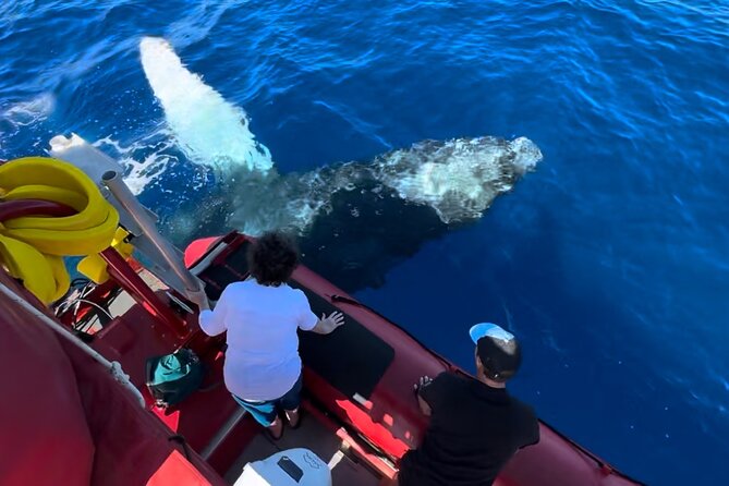 Maui Whale-Watching Tour by Raft from Kihei - Getting started: Kihei Boat Ramp check-in and timing that actually works