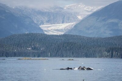 Mendenhall Glacier Visitor Center and Ultimate Whale Watch Combo - Inside the Auke Bay Whale Watch: Heated Comfort and Real Spotting