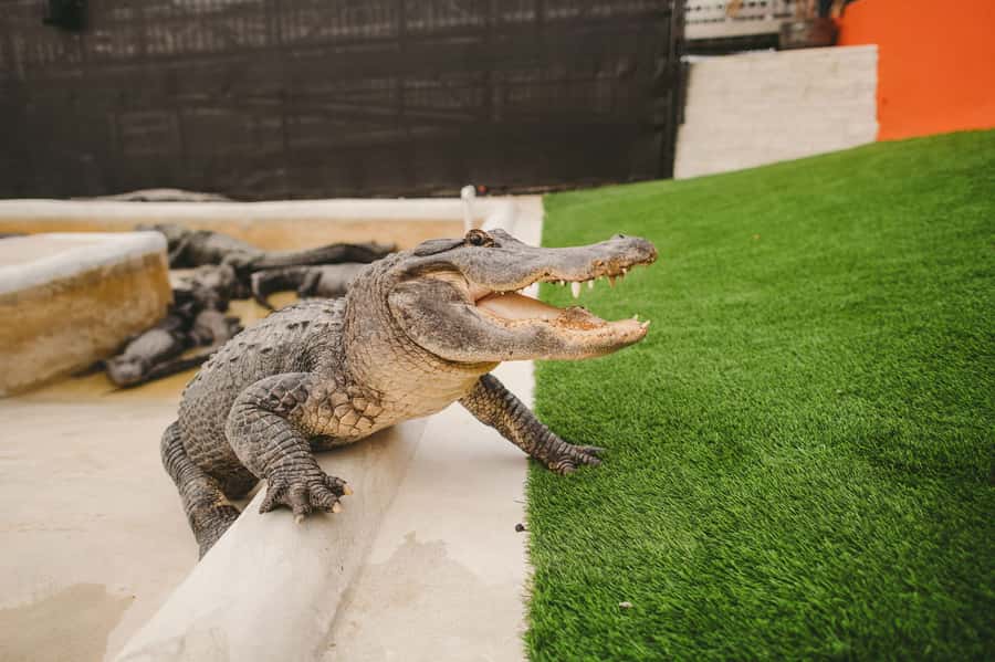 Miami: Everglades Experience, Bay Cruise & Open-top Bus Tour - Key Highlights You’ll Actually Care About