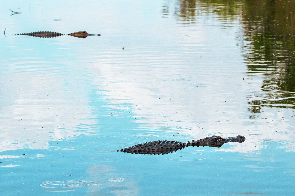 Miami: Everglades National Park Airboat Tour & Wildlife Show - Who This Tour Fits Best (and Who Might Want Another Option)