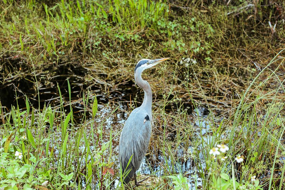 Miami: Everglades National Park Airboat Tour & Wildlife Show - Jaws the Gator and Other Photo Moments You Can Plan For
