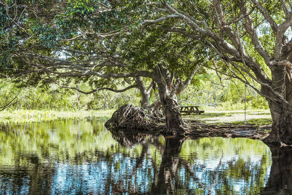 Miami: Everglades National Park Airboat Tour & Wildlife Show - Food Stop: Alligator Tail and Alligator Sausage on Site