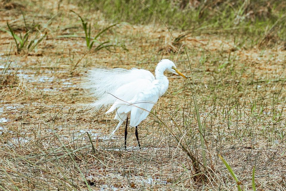 Miami: Everglades National Park Airboat Tour & Wildlife Show - Price and Value: $42 Plus the Park Fee You Must Add